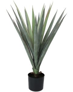 Plant in Pot Sisal 75cm