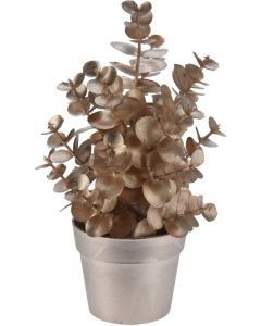 Plant in Pot 22cm - Champagne